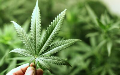 Powering Cannabis Business Growth: How iCre8Solutions Can Help You Succeed